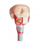唾液腺及咽肌解剖模型