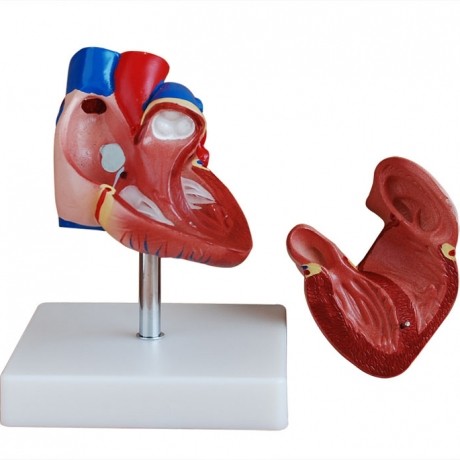 新型自然大心臟解剖模型