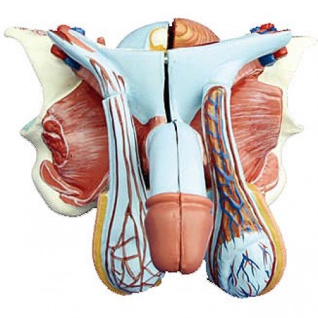 高級(jí)男性內(nèi)外生殖器模型 
