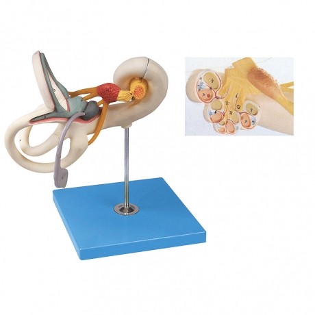 內耳迷路放大模型