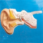 耳聽覺調節(jié)模型(聲控)