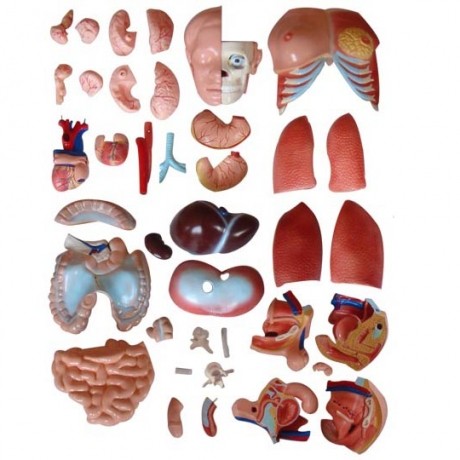 兩性互換軀干模型85cm(40件)