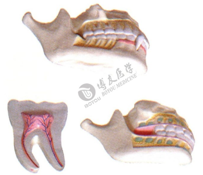 醫(yī)學(xué)教學(xué)模型